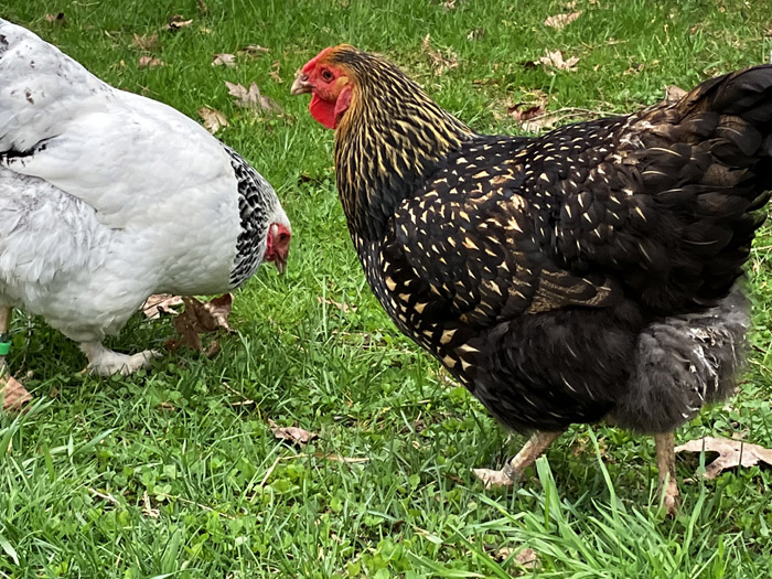 multigenerational-farming-poultry-chickens